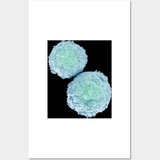 T-lymphocytes, illustration (C022/9849) Posters and Art